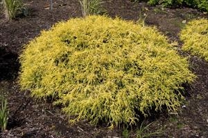 Lemon Thread False Cypress Dwarf