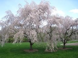 Pink Snow Showers Weeping Cherry Thomsonslandscaping