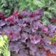 Frosted Violet Coral Bells - #1