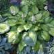 Paradigm Hosta - #1