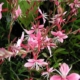 Siskiyou Pink Bee Blossom - impact