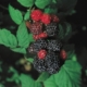 Black Bristol Raspberry - #2