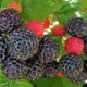 Black Bristol Raspberry - #2