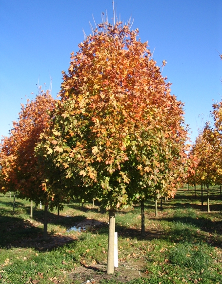 Legacy Sugar Maple - thomsonslandscaping.com