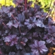 Obsidian Coral Bells - impact