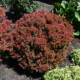 Golden Ruby Barberry - #2