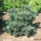Albyn Prostrata Scotch Pine - #3