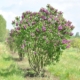 Common Lilac - #5 18-24