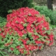 Girards Crimson Azalea - #3 15