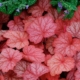 Peach Flambe Coral Bells - 19cm