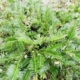 Prostrata Plum Yew - #3