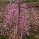 Pink Cascade Weeping Cherry - #7 5'