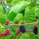 Red Mulberry - #7