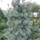 Blue Angel Japanese White Pine - #5