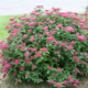 Double Play Red Spirea - #3