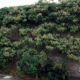 Roseum Hydrangea Vine - Stk - #2