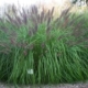 Nat. Arb. Black Fountain Grass - #3