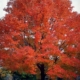 Red Sunset Maple - #15