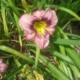 Always Afternoon Daylily - #1