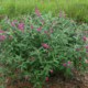 Miss Ruby Butterfly Bush - #3 18-24