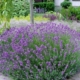Phenomenal Lavender - 19cm