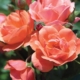 Coral Knockout Rose - #3