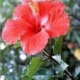 Chinese Hibiscus-Assorted Colors - 10