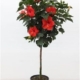 Chinese Hibiscus P.T. - Assorted Colors - 10