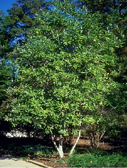 Sweet Bay Magnolia - Clump - Thomsonslandscaping.com