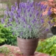 Grosso Lavender - 19cm