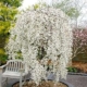 Snow Fountains Weeping Cherry - #7