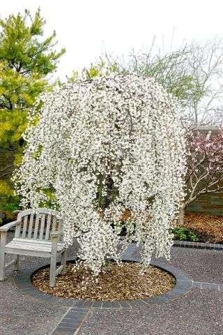 snow fountain weeping cherry trees