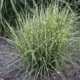 Bandwidth Seedless Maiden Grass - #2