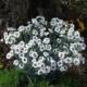 Whetman Stars Stargazer Dianthus - #1