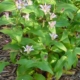 Toad Lily - #2