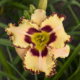 King of the Ages Daylily - #1