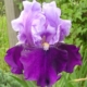 Bluebird Wine Iris - #1