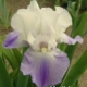 Latest Style Bearded Iris - #1