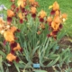 Gai Luron Iris - #1