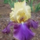 Ballyhoo Bearded Iris - #1