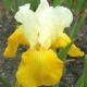 Tulip Festival Bearded Iris - #1