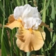 Apricot Frosty Bearded Iris - #1