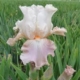 Frappe Bearded Iris - #1