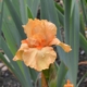 Maid of Orange Bearded Iris - #1