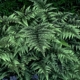 Japanese Painted Fern - #1