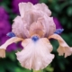Concertina Bearded Iris - 19cm