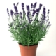 Aromatico Blue Imp Lavender - #1