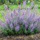 Junior Walker Catmint - 19cm