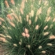 Dwarf Fountain Grass - #3
