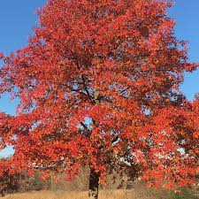 Wildfire Black Gum - thomsonslandscaping.com